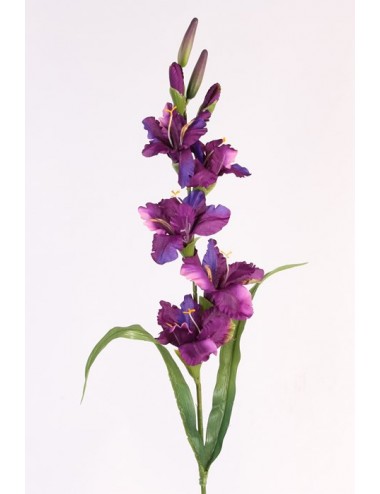 GLAIEUL PM PURPLE
