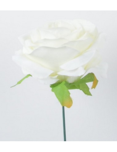 ROSE CREAM