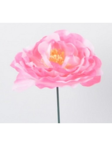 RENONCULE PINK