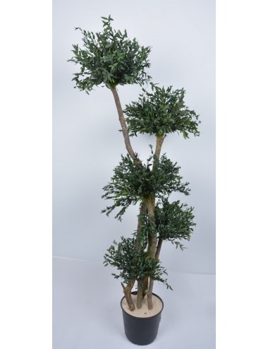 PARVIFOLIA 150 CM