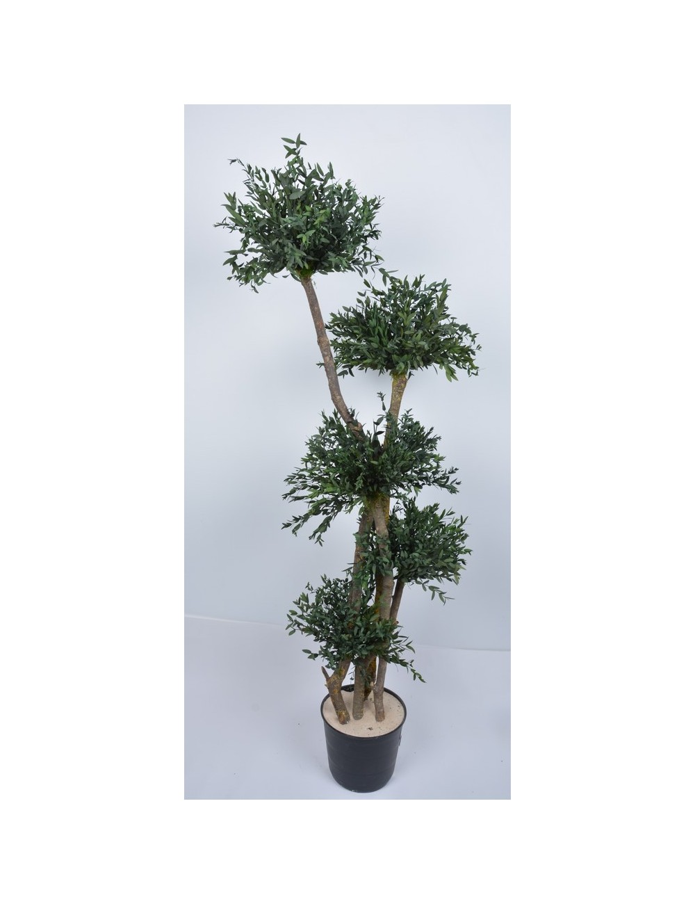 PARVIFOLIA 150 CM