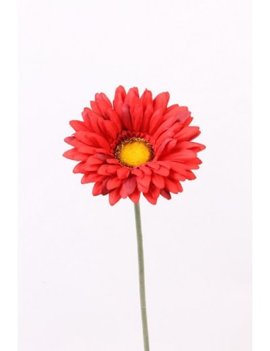 GERBERA ASS