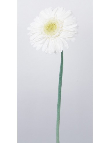 GERBERA CREAM