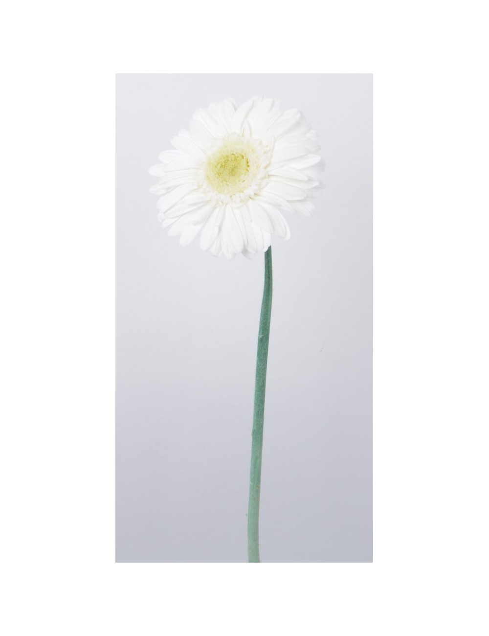 GERBERA CREAM