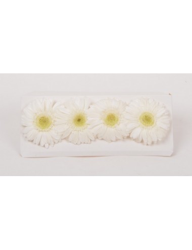 GERBERA CREAM