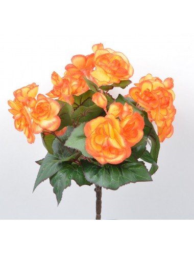 PIQUET DE BEGONIA X7 ORANGE