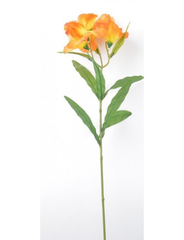 ALSTROMERIA ASS