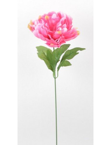 PIVOINE PINK