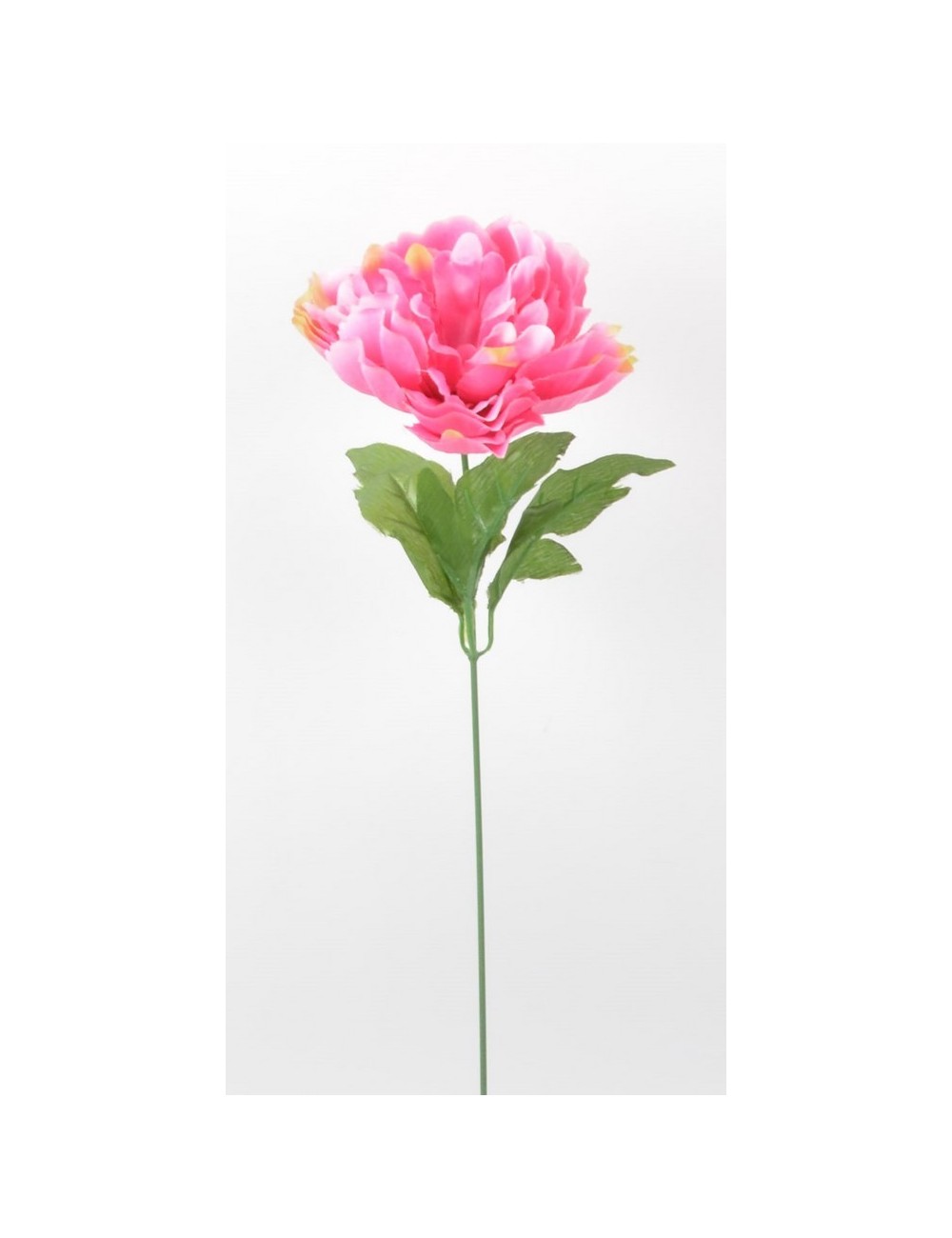 PIVOINE CREAM