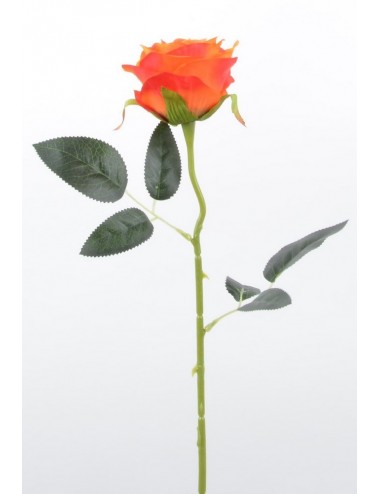 ROSE ORANGE