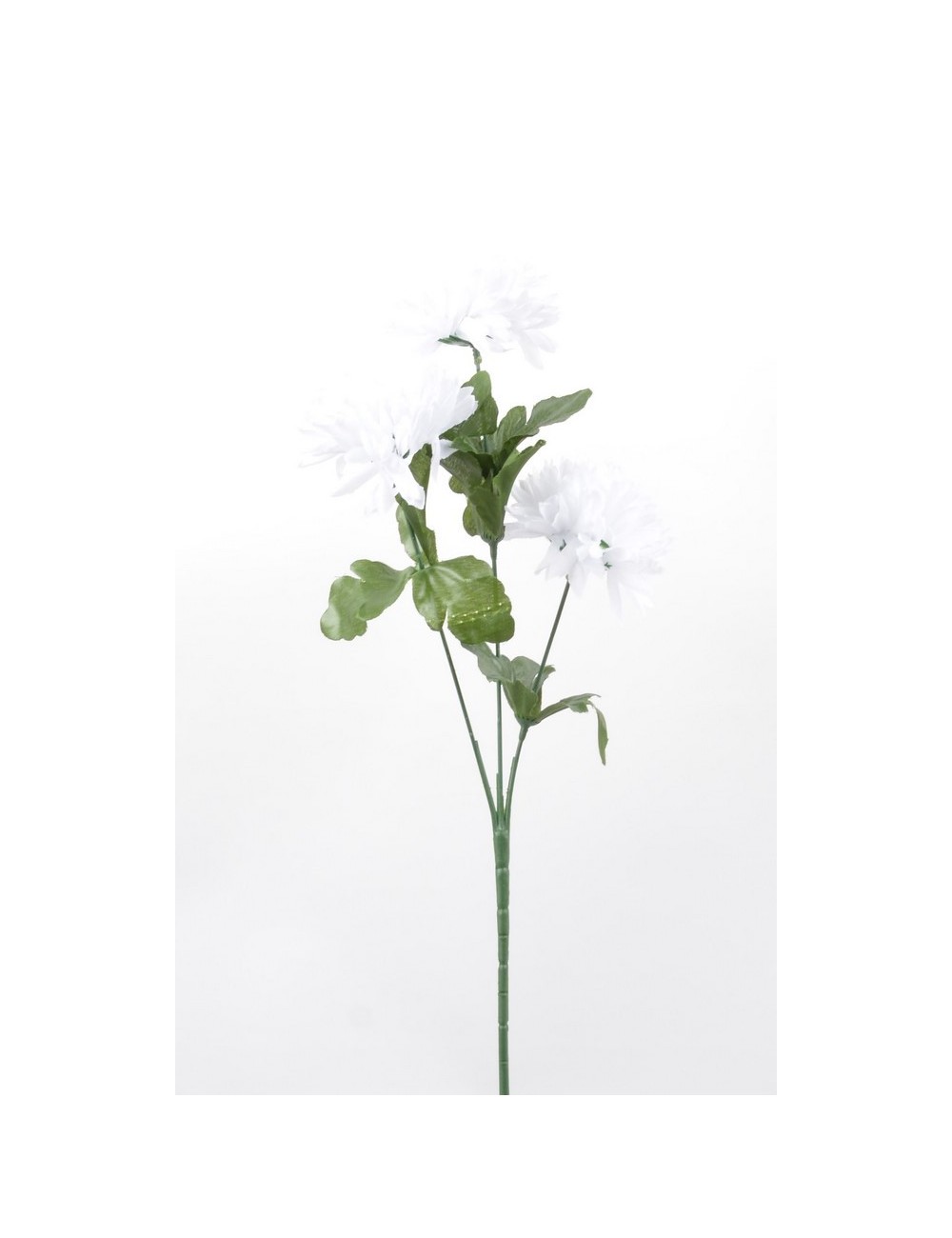 BRANCHE DE POMPON X3 BEAUTY BRANCHE DE POMPON X3 BEAUTY