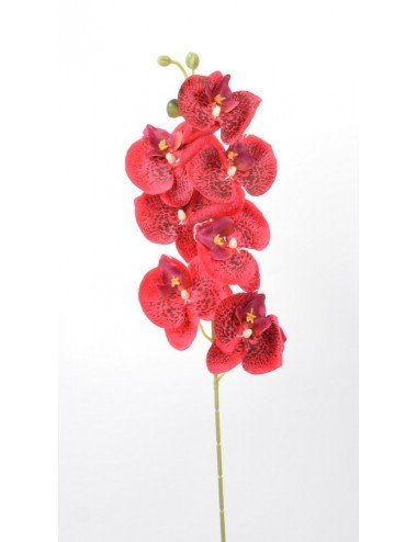 ORCHIDEE 7 FLEURONS BEAUTY