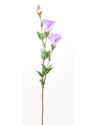 LYSIANTHUS ASS