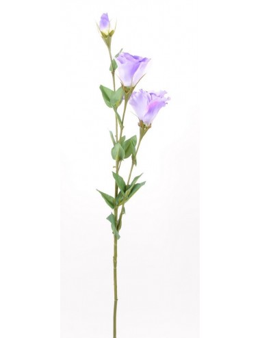 LYSIANTHUS ASS