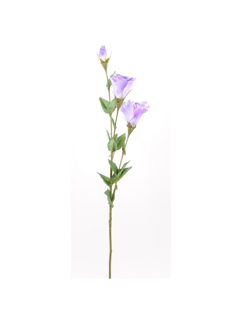 LYSIANTHUS CREME