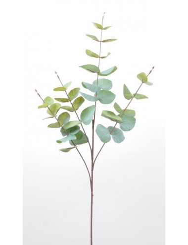 EUCALYPTUS X4 GREEN