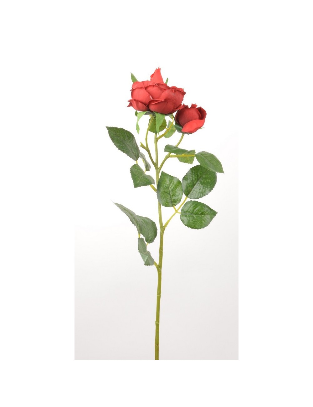 ROSE ALBA RED ROSE ALBA RED