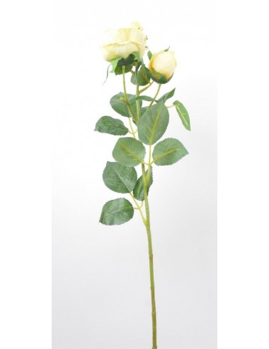 ROSE ALBA YELLOW