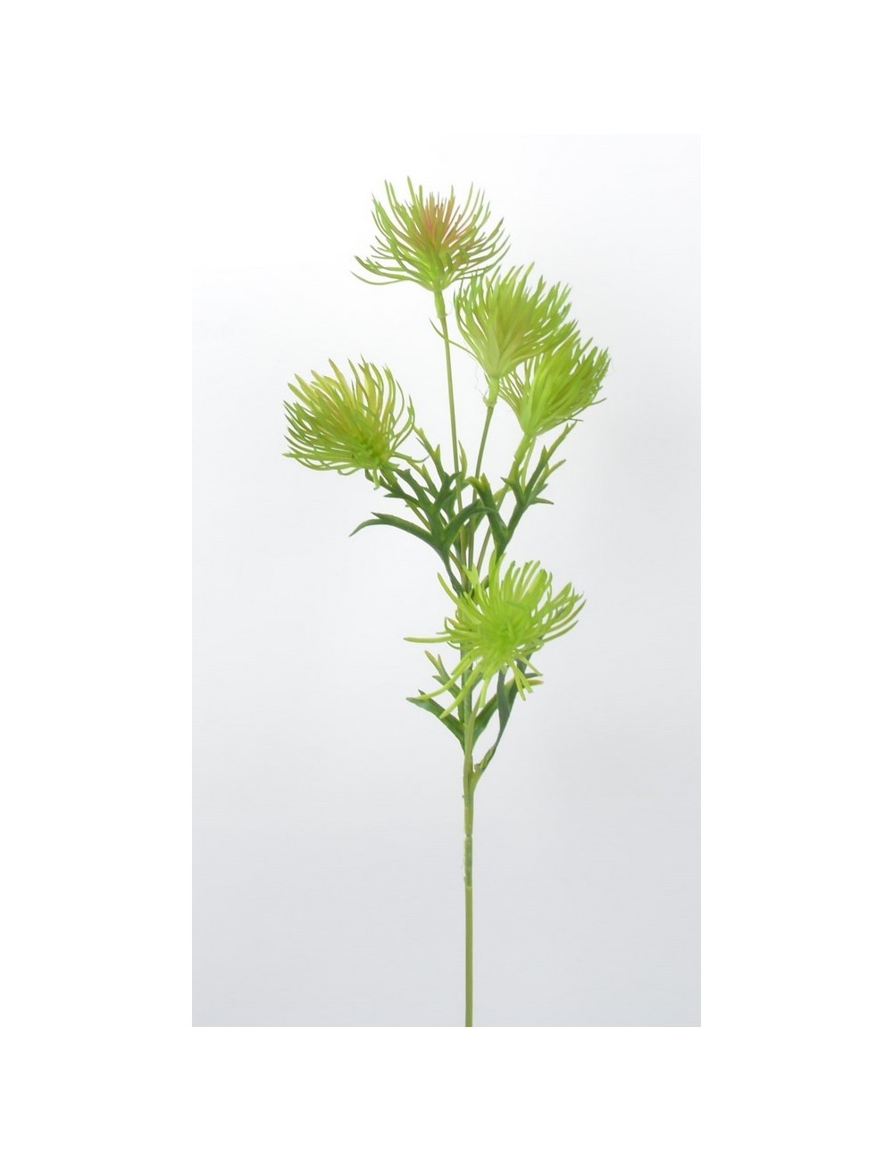 BRANCHE DE CACTEE GREEN