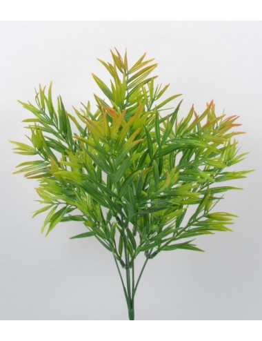 PIQUET DE PODOCARPUS GREEN