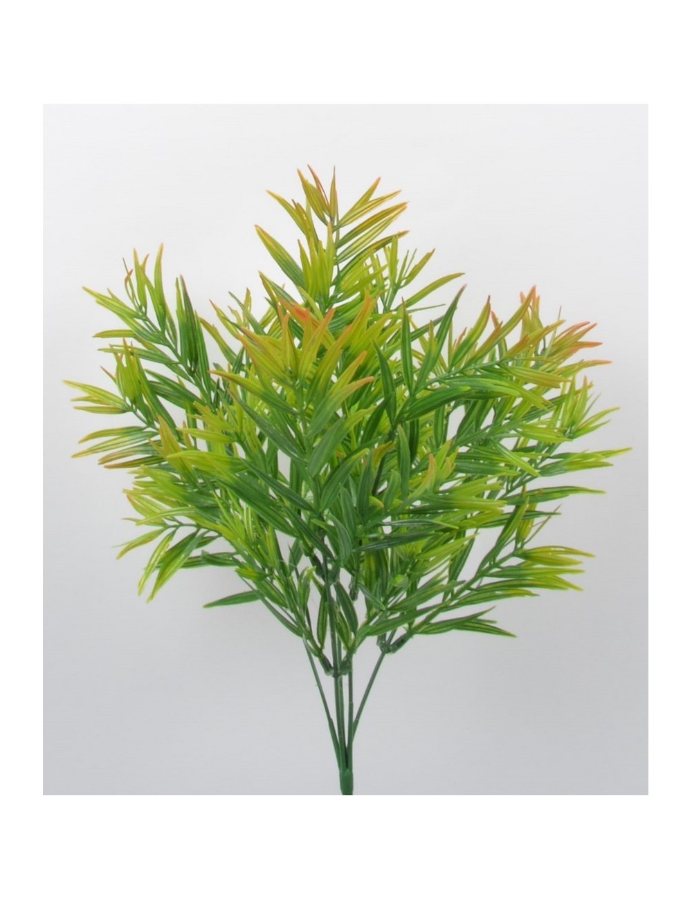 PIQUET DE PODOCARPUS GREEN