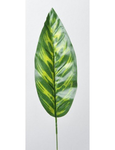 FEUILLE DE CALATHEA