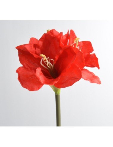 AMARYLLIS RED TIGE