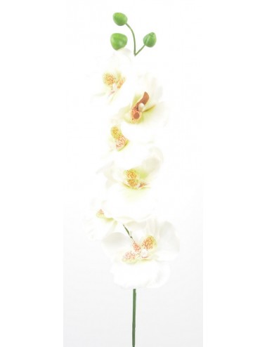 ORCHIDEE PM X 7 CREAM...