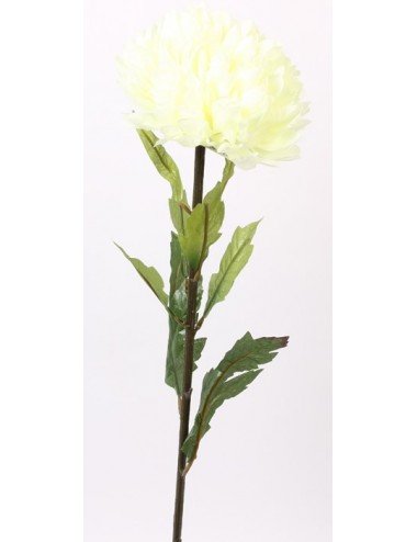 CHRYSANTHEME BOULE GM CREME