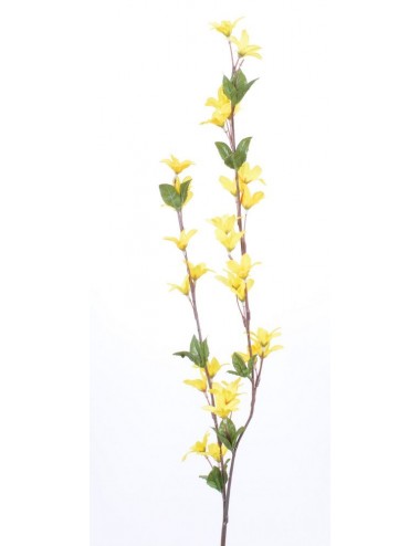 FORSYTHIA X 2