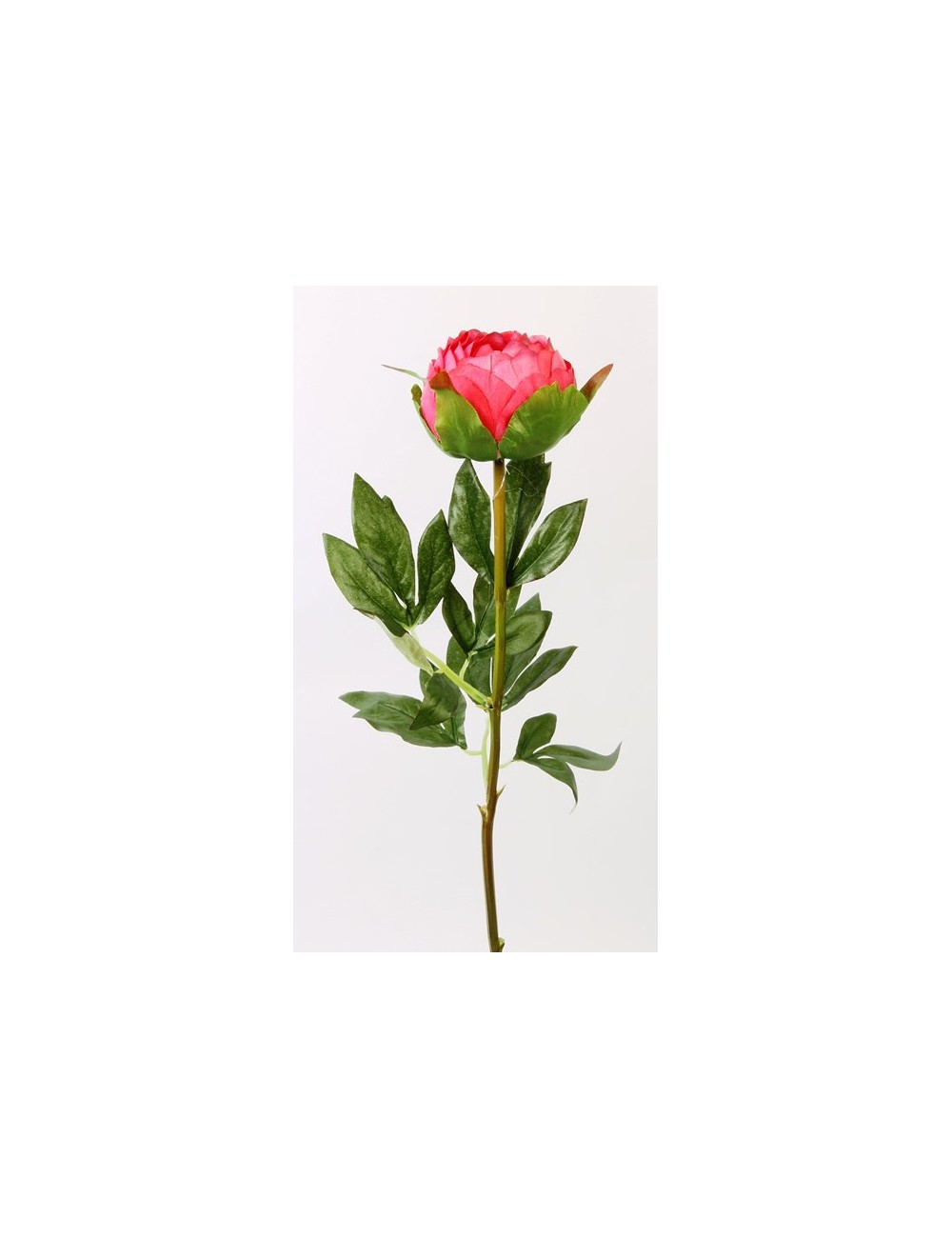 PIVOINE EN BOUTON ORANGE